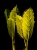 _len2029 feuilles verts contrast signe reduit